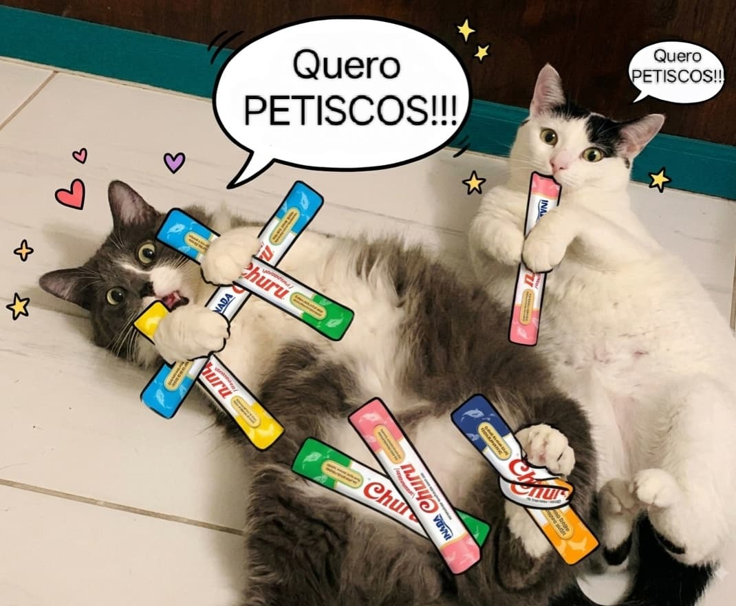 Um ano de petiscos para Aurora e Boreal